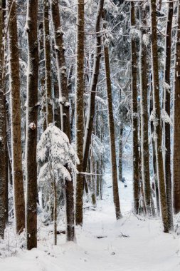 Dağlardaki kış kozalaklı ormanları. Karlarla kaplı ağaçlar