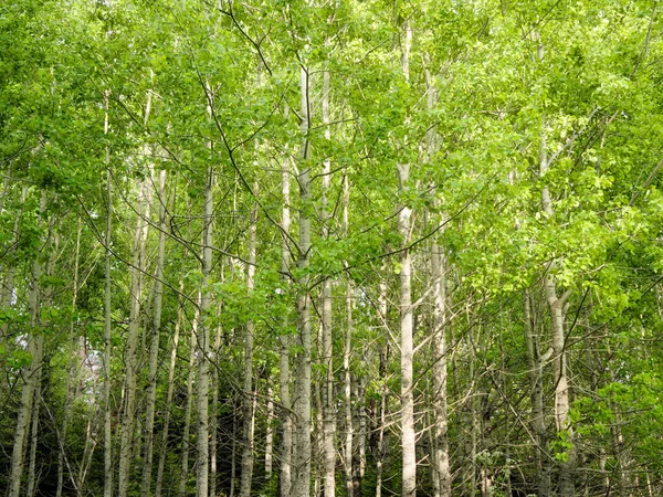 Природный летний фон - вид на зеленые деревья в лесу в солнечный день — стоковое фото