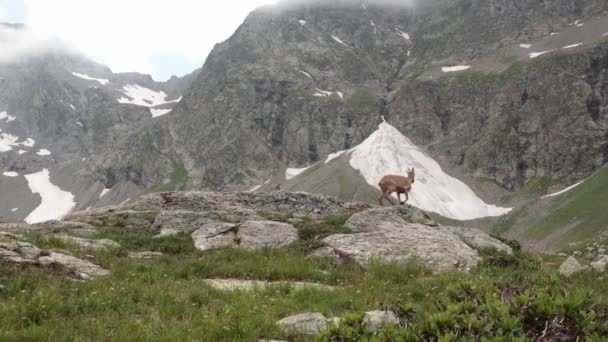 Group wild mountain goat in nature habitat Caucasian Tur Capra caucasica — стокове відео