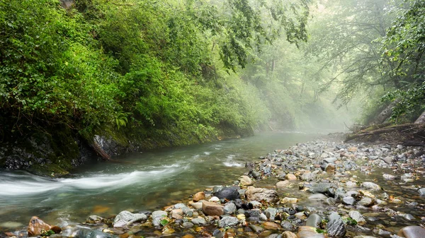 Mountain river gorge in a magical fog with a fern on the bank and rocks around — Zdjęcie stockowe