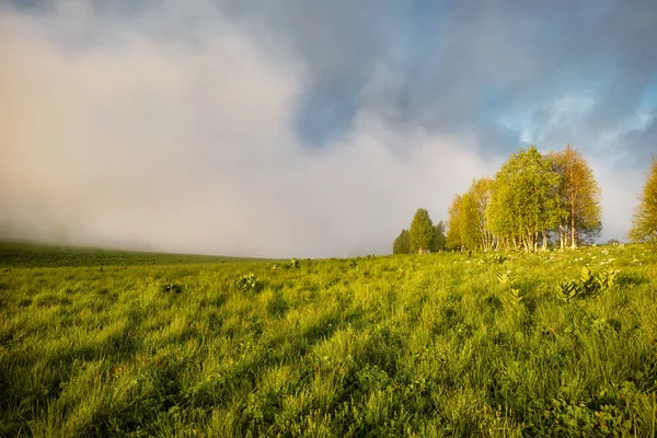 Green meadow with young birches in the distance. Clouds and sunset sunshine — Zdjęcie stockowe