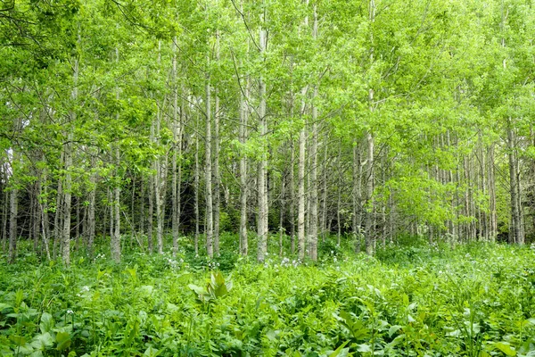 Природный летний фон - вид на зеленые деревья в лесу в солнечный день — стоковое фото