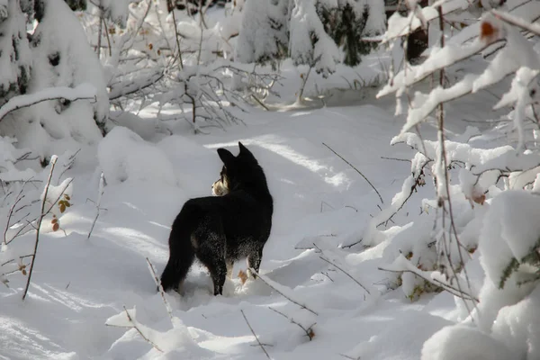 Hund spürt Beute im Winterwald auf Stockbild