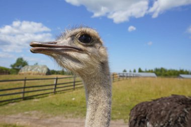 Bunlar devekuşu çiftliğindeki devekuşu. Uzun kirpikleri ve anlamlı gözleri olan komik hayvanlardır. Web siteleri, broşürler, posterler, baskı ve tasarım için kullanılabilir.
