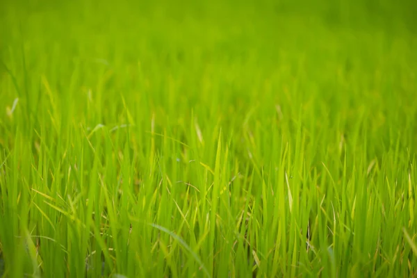 Close Green Rice Field Grow Paddy Farm Summer Season — Stock Photo, Image