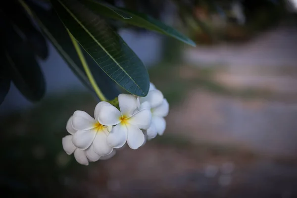 Imagen Dulce Aroma Flores Plumeria Blancas Jardín —  Fotos de Stock