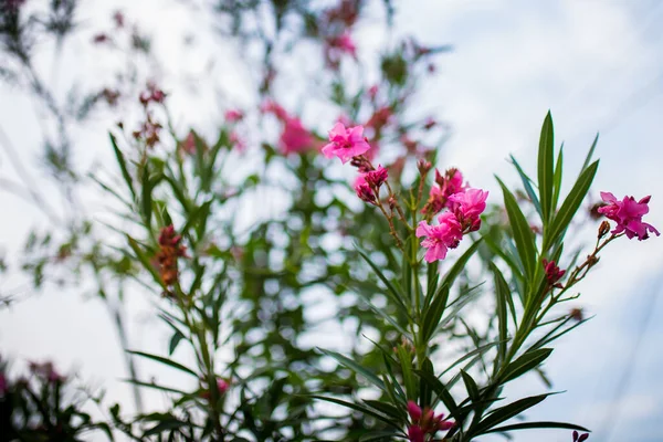 Veel Van Kleine Roze Bloemen Groene Tuin Middags — Stockfoto