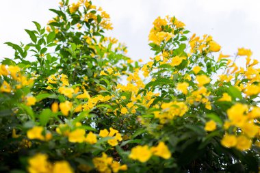 Öğleden sonra yeşil bahçede bir sürü küçük sarı çiçek