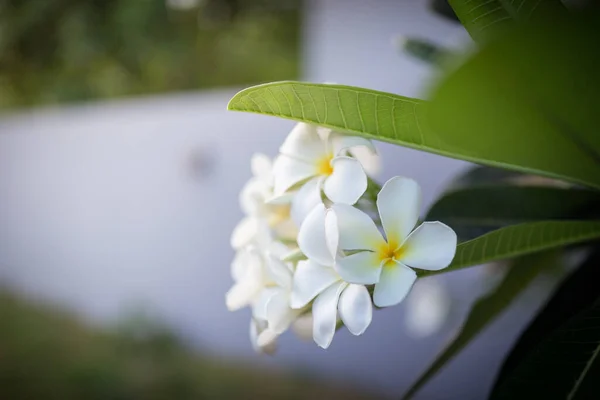 Imagen Dulce Aroma Flores Plumeria Blancas Jardín —  Fotos de Stock