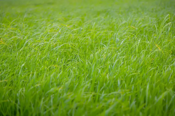 Close Campo Arroz Verde Crescer Fazenda Paddy Temporada Verão — Fotografia de Stock