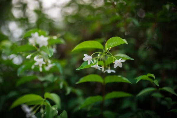 Багато Маленьких Білих Квітів Зеленому Саду Після Обіду — стокове фото