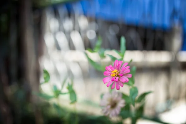 Foto Van Kleine Pinkbloempjes Groene Tuin Het Zomerseizoen — Stockfoto