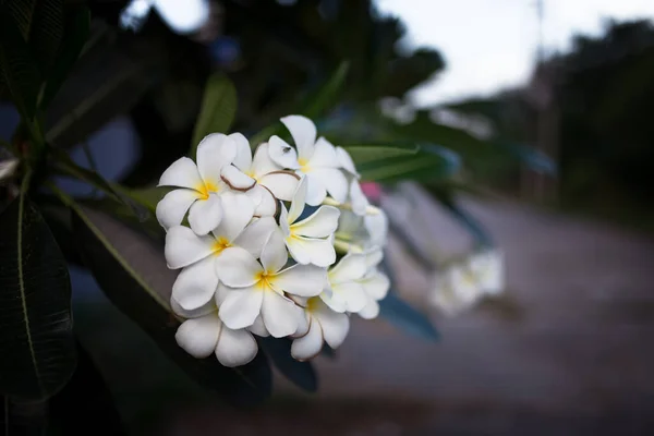 庭の白いプルメリアの花からの甘い香りの写真 — ストック写真