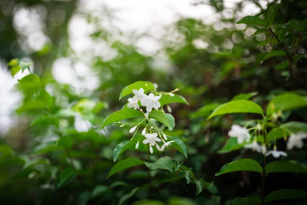 Veel Van Kleine Witte Bloemen Groene Tuin Middags — Stockfoto