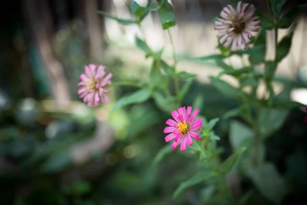 Imagem Das Pequenas Flores Pnk Jardim Verde Temporada Verão — Fotografia de Stock