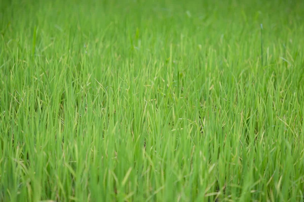 Близко Зеленому Рисовому Полю Расти Рисовой Ферме Летний Сезон — стоковое фото