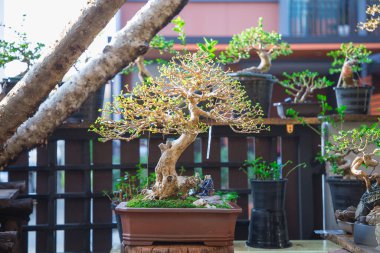 Mini bonsai tree in the flowerpot on bonsai stand a natural background