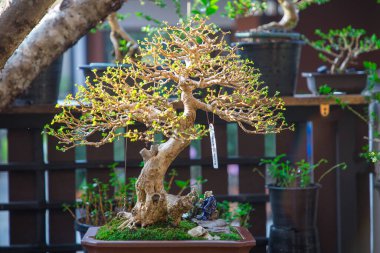 Mini bonsai tree in the flowerpot on bonsai stand a natural background
