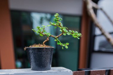 Mini bonsai tree in the flowerpot on bonsai stand a natural background