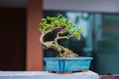 Mini bonsai tree in the flowerpot on bonsai stand a natural background