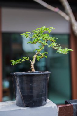 Mini bonsai tree in the flowerpot on bonsai stand a natural background