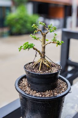 Mini bonsai tree in the flowerpot on bonsai stand a natural background
