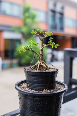 Mini bonsai tree in the flowerpot on bonsai stand a natural background