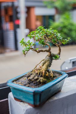 Mini bonsai tree in the flowerpot on bonsai stand a natural background