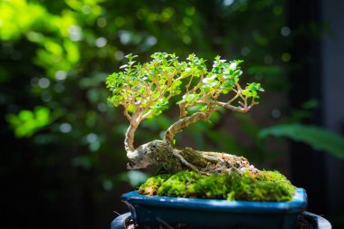 Mini bonsai tree in the flowerpot on bonsai stand a natural background