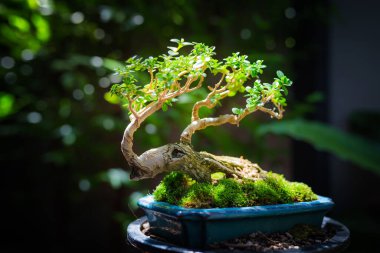 Mini bonsai tree in the flowerpot on bonsai stand a natural background
