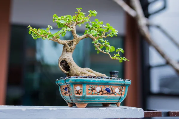 Mini bonsai tree in the flowerpot on bonsai stand a natural background