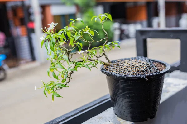 Mini Bonsai Tree Flowerpot Bonsai Stand Natural Background — Stock fotografie