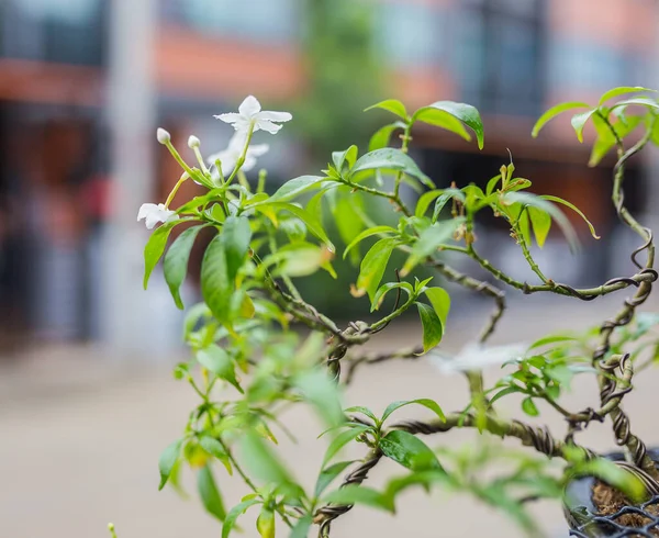 Mini Bonsai Tree Flowerpot Bonsai Stand Natural Background — Photo