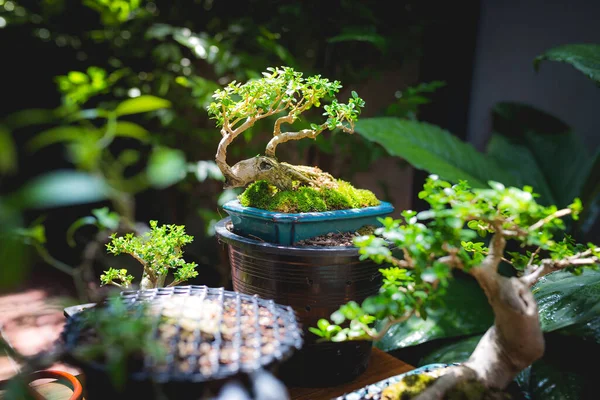 Mini bonsai tree in the flowerpot on bonsai stand a natural background