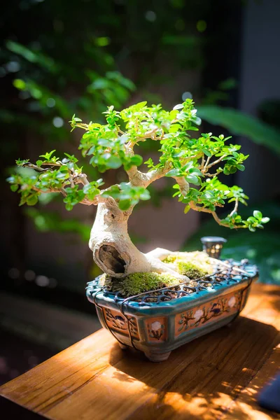 Mini bonsai tree in the flowerpot on bonsai stand a natural background