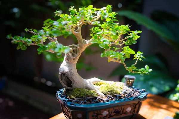 Mini Bonsai Tree Flowerpot Bonsai Stand Natural Background — Foto Stock