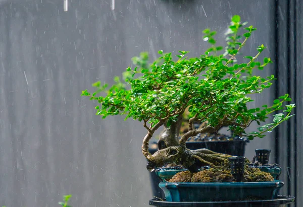 Mini bonsai tree in the flowerpot on bonsai stand a natural background