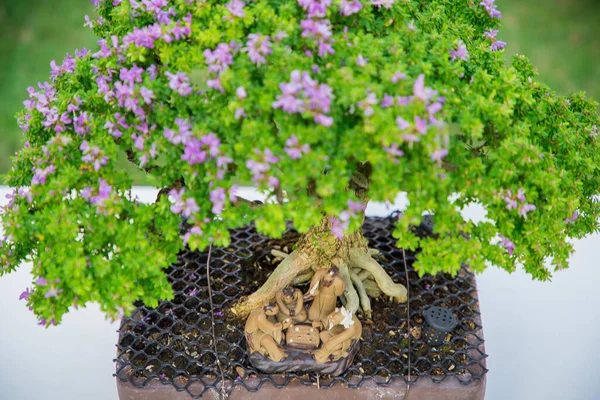 Mini Bonsai Tree Flowerpot Bonsai Stand Natural Background — Stock Fotó