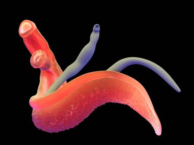 3d illüstrasyon - Schistosoma Dijital Oluşturuldu