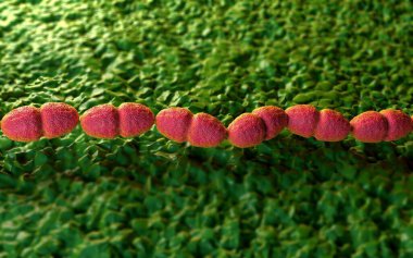 3d illüstrasyon - Enterococcus Faecalis Bacterium