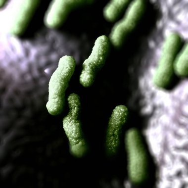 3d illüstrasyon - Escherichia Coli Bakterisi