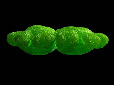 3d illüstrasyon - Euastrum oblongum