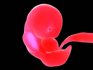 3D illüstrasyon - Embriyo Geliştiriliyor