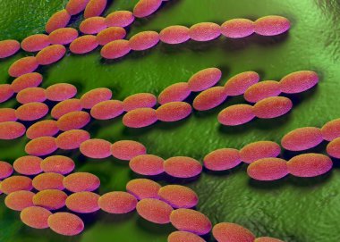 3D illüstrasyon - Asetobacter bakteri