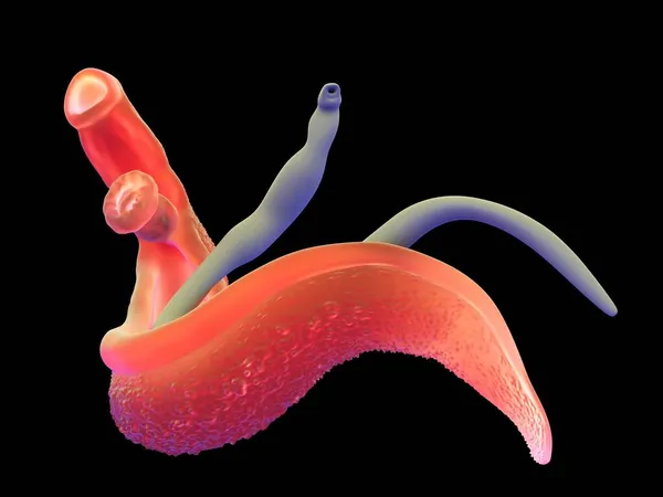 3Dイラスト Schistosomaデジタル生成 — ストック写真
