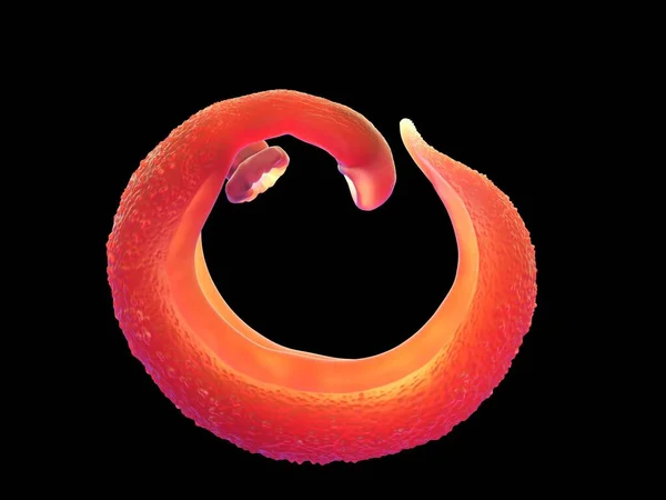 Illustratie Schistosoma Digitaal Gegenereerd — Stockfoto