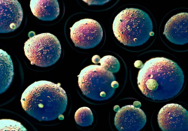 Ilustracja Pronuklearne Komórki Jajowe — Zdjęcie stockowe