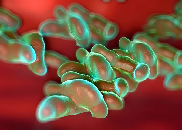 Ilustracja Campylobacter Jejuni Bakterie — Zdjęcie stockowe
