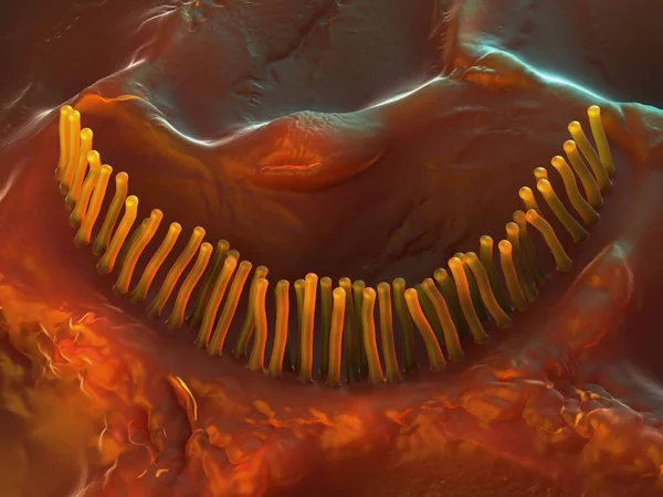 3d illüstrasyon - İç Kulak Hücreleri
