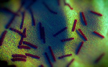Streptococcus pneumoniae, Gram-pozitif koküs şekilli patojenik bakteridir ve zatürreye ek olarak pnömokok enfeksiyonlarına neden olur. .